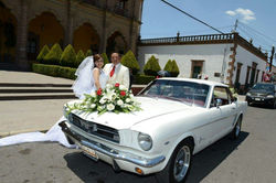 mustang1