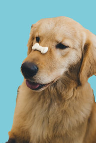 Dog Balancing Snack_edited_edited_edited