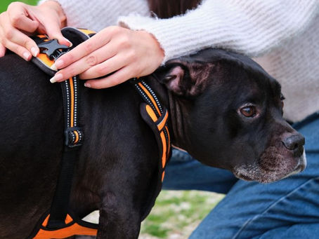 Propriétaire ajustant un harnais confortable sur son chien avant une promenade
