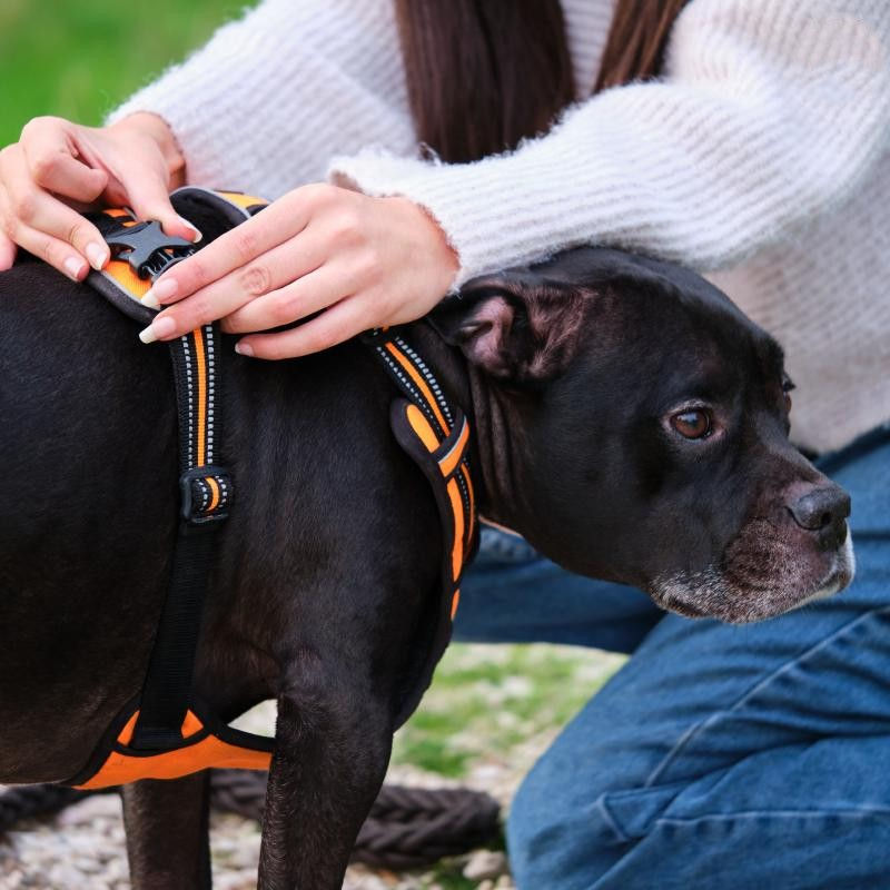Propriétaire ajustant un harnais confortable sur son chien avant une promenade
