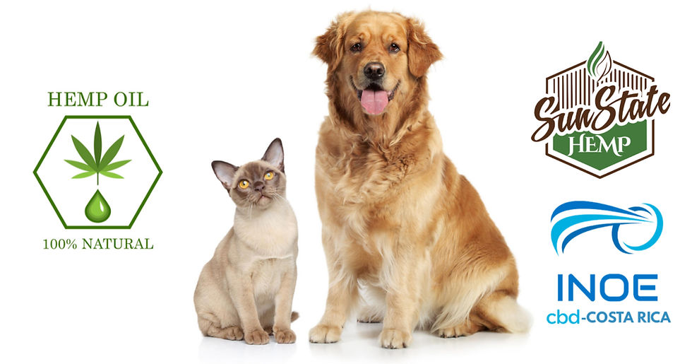 imagen gato perro 1200x630.jpeg