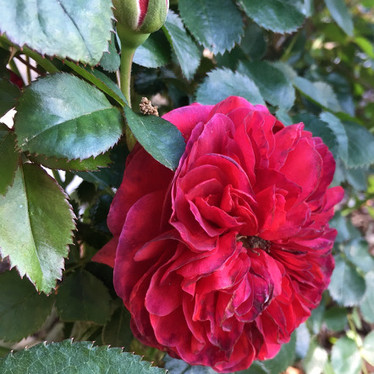 'Sophy's Rose'