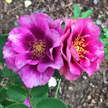 'Eyeconic Plum Lemonade'