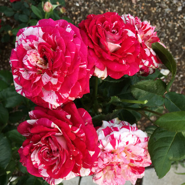 'Neil Diamond'
