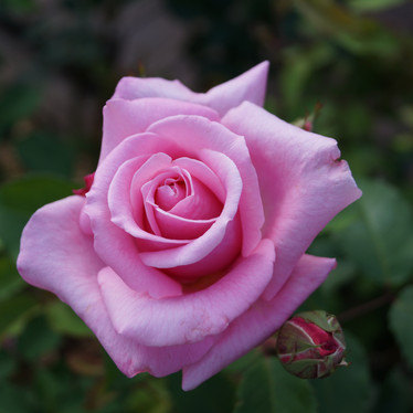 'Belinda's Dream'