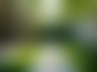 Enhancing Your Outdoor Space with Outdoor Landscaping Services