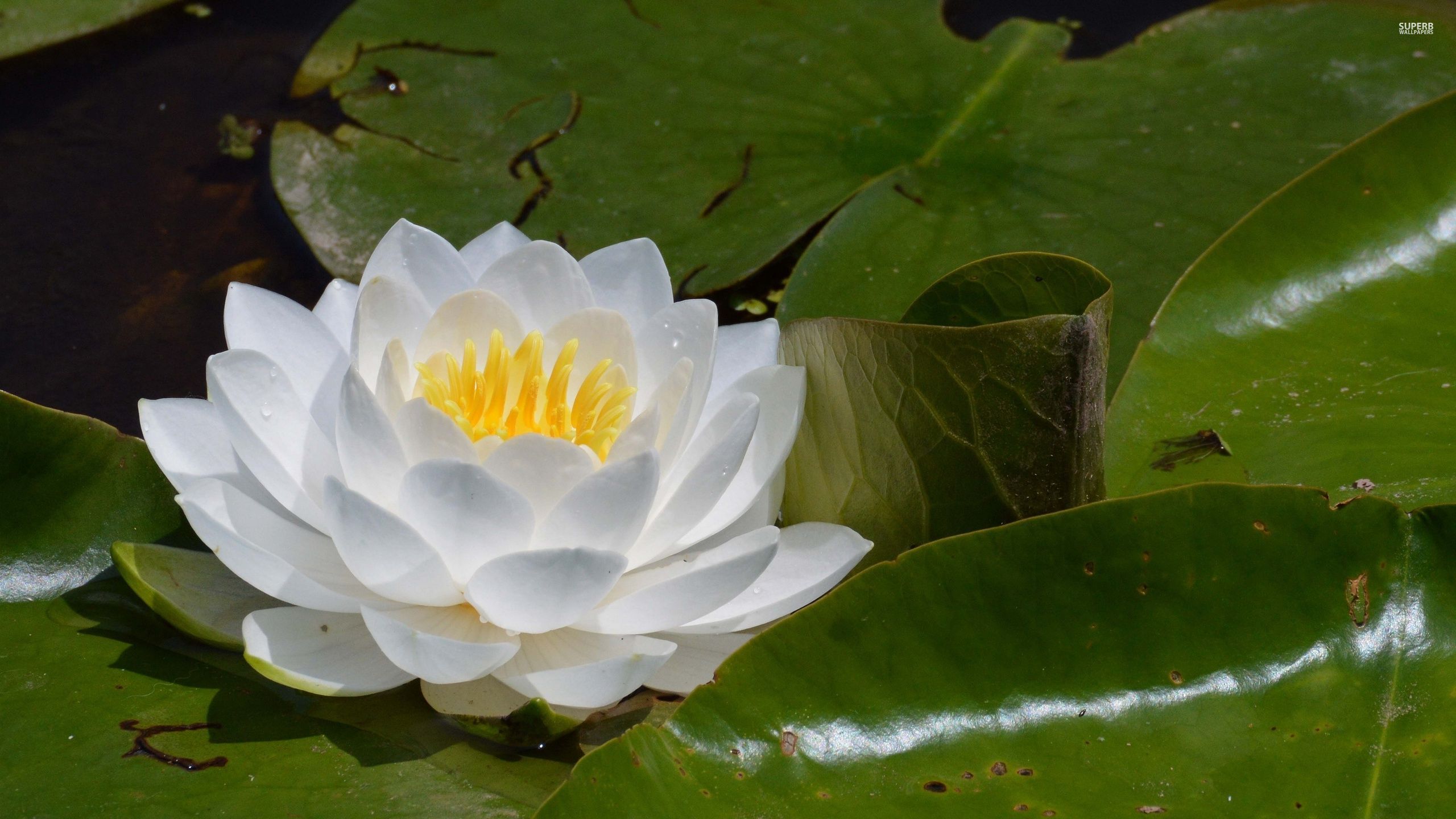 water-lily-34575-2560x1440