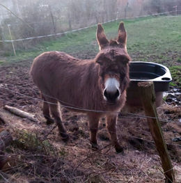 ROSALIE 332180163_1387662098720612_6327421641023556282_n_edited.jpg