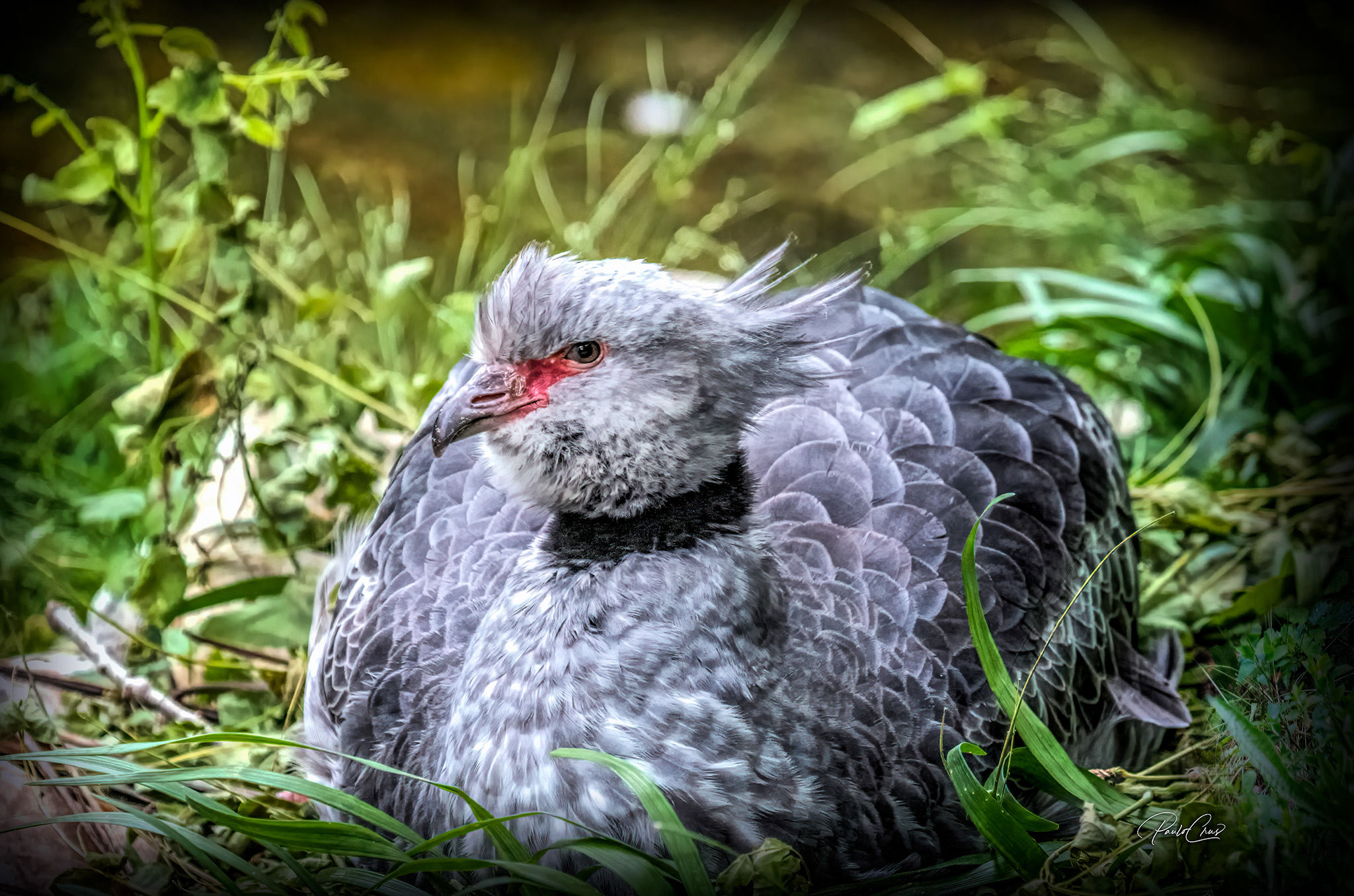 Southern Screamer