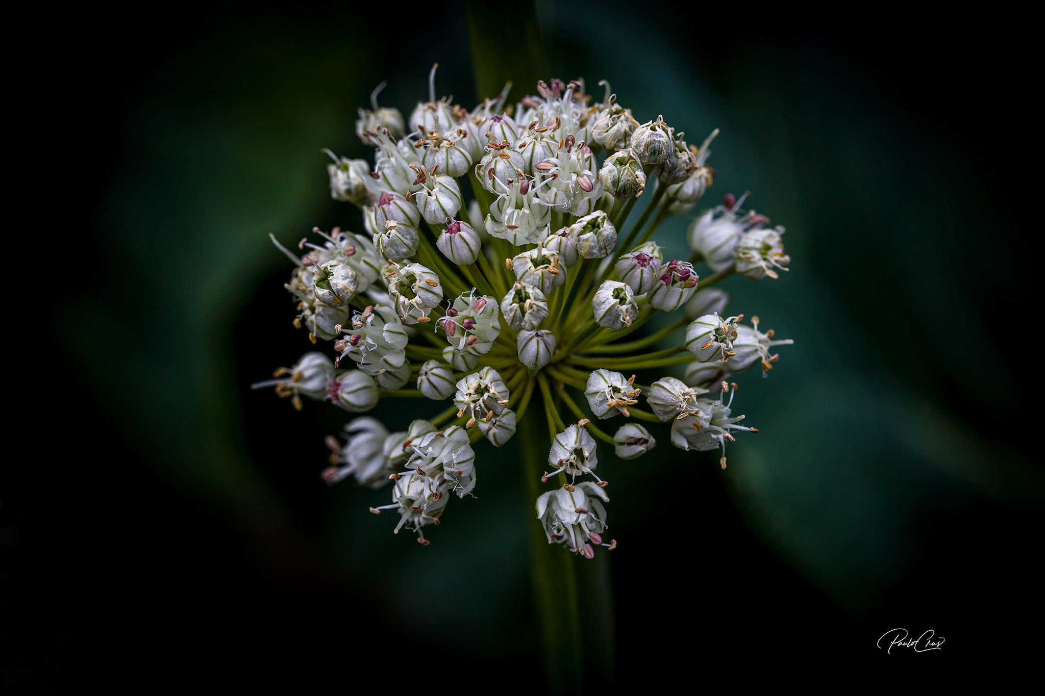 Onion Flower