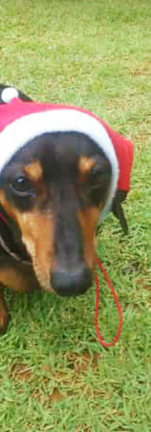 Cão de Ouro Hotel para cães Asilo para cães