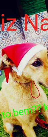 Cão de Ouro Hotel para cães Asilo para cães