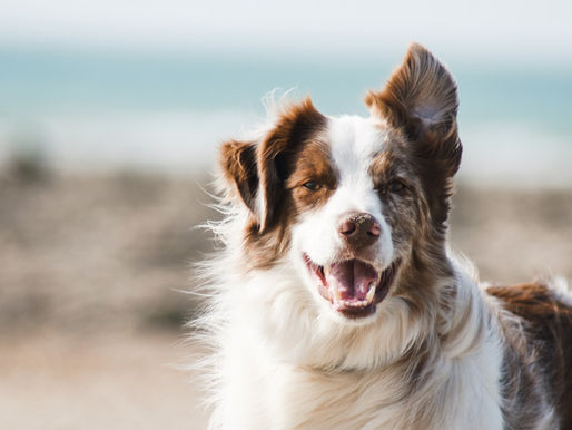 Cão atacando cão: o que fazer nos primeiros segundos (e o que nunca fazer)