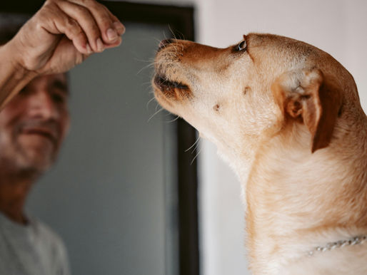 Enquanto o dono não mudar, o cão também não muda: a parte que nenhum adestrador te conta