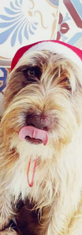 Cão de Ouro Hotel para cães Asilo para cães