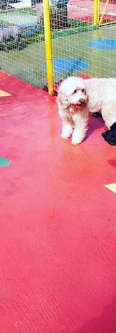 Fim de Ano no Hotel para Cães Cão de Ouro__#asiloparacachorrocaodeouro _#asiloparacaesemsa