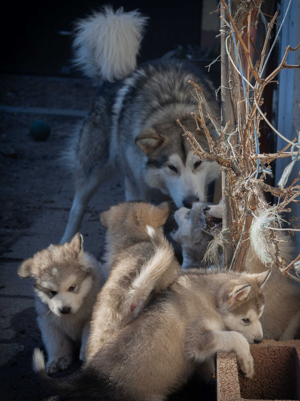 Manouk mit seinem A-Wurf - 02.2023