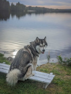 "Ich mag Schweden :-)"