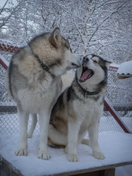 "Mein liebster Manouk..."