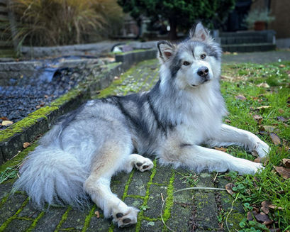 Nanuk's selbe Pose - 02.12.2024