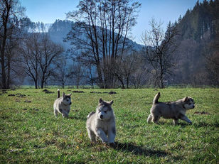 Alaskan Advent Litter auf den Neckarwiesen mit 7 Wochen - 02.2023