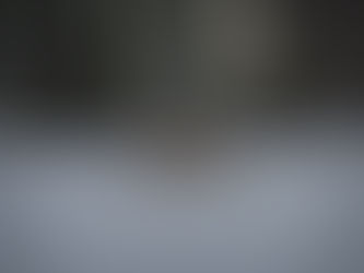 Ankündigung: F-Wurf 'First Bloom'