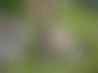 Denali Amka of Cathi's Meadow Garden - 8 Wochen alt