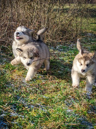 Alaskan Advent Litter auf den Neckarwiesen mit 7 Wochen - 02.2023