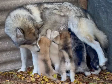 Wurf-Update: 'Elemental' Welpen jetzt 8 Wochen alt