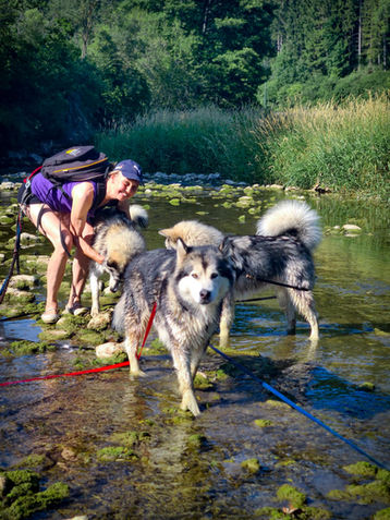 Xandra mit Rudel im Neckar - 07.2022