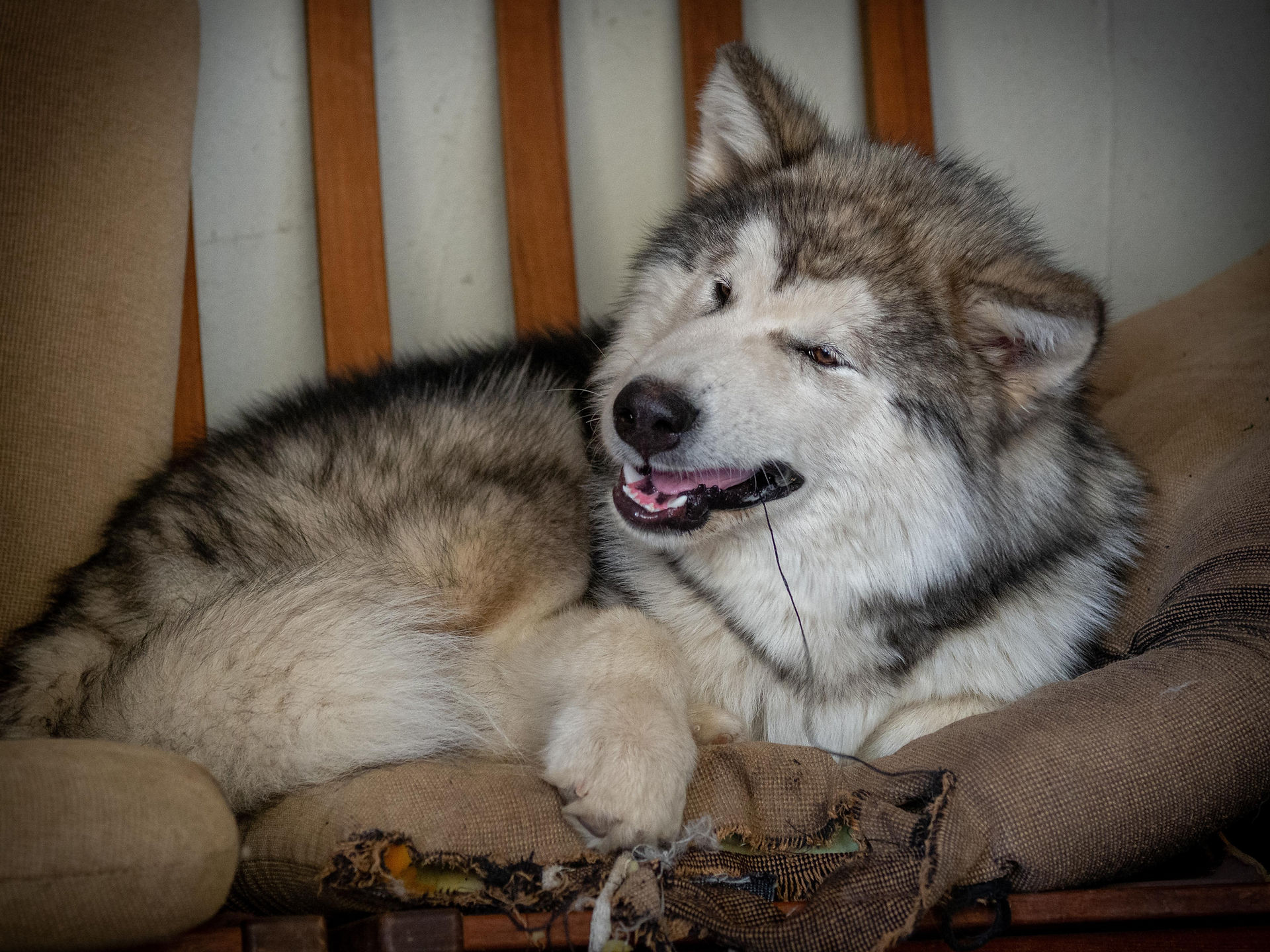 Zero - ein echter Malamute