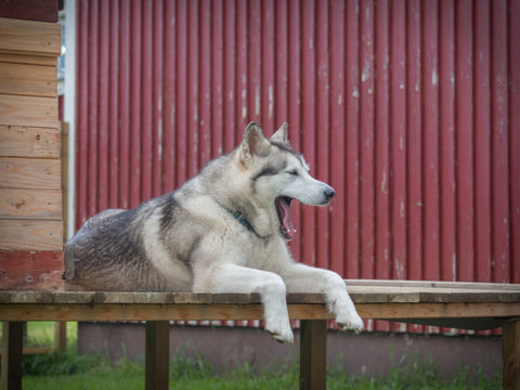 Miska im neuen Zuhause in Schweden mit 2 Jahren - 09.2023