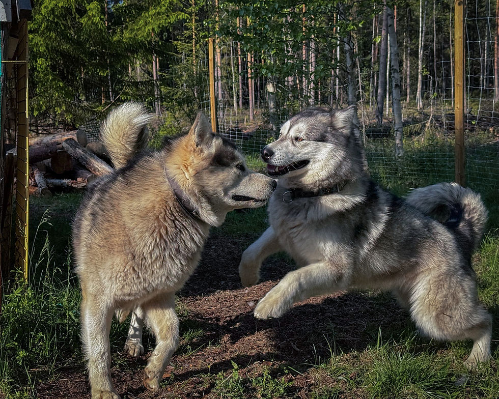 Fluke and Nukka - Parents of our Elemental Litter