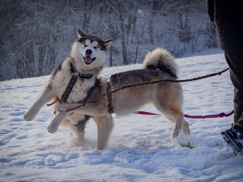 Nukka und Zero im Schnee - 12.2022