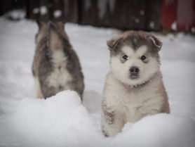 Aurora 'Borealis' Litter in unserer schwedischen Anlage mit 5 Wochen - 12.2023