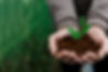 environmental-conservation-plant-sustainability.jpg