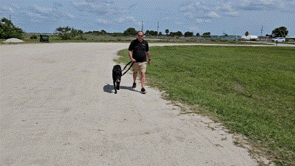 Collar and leash GIF.gif