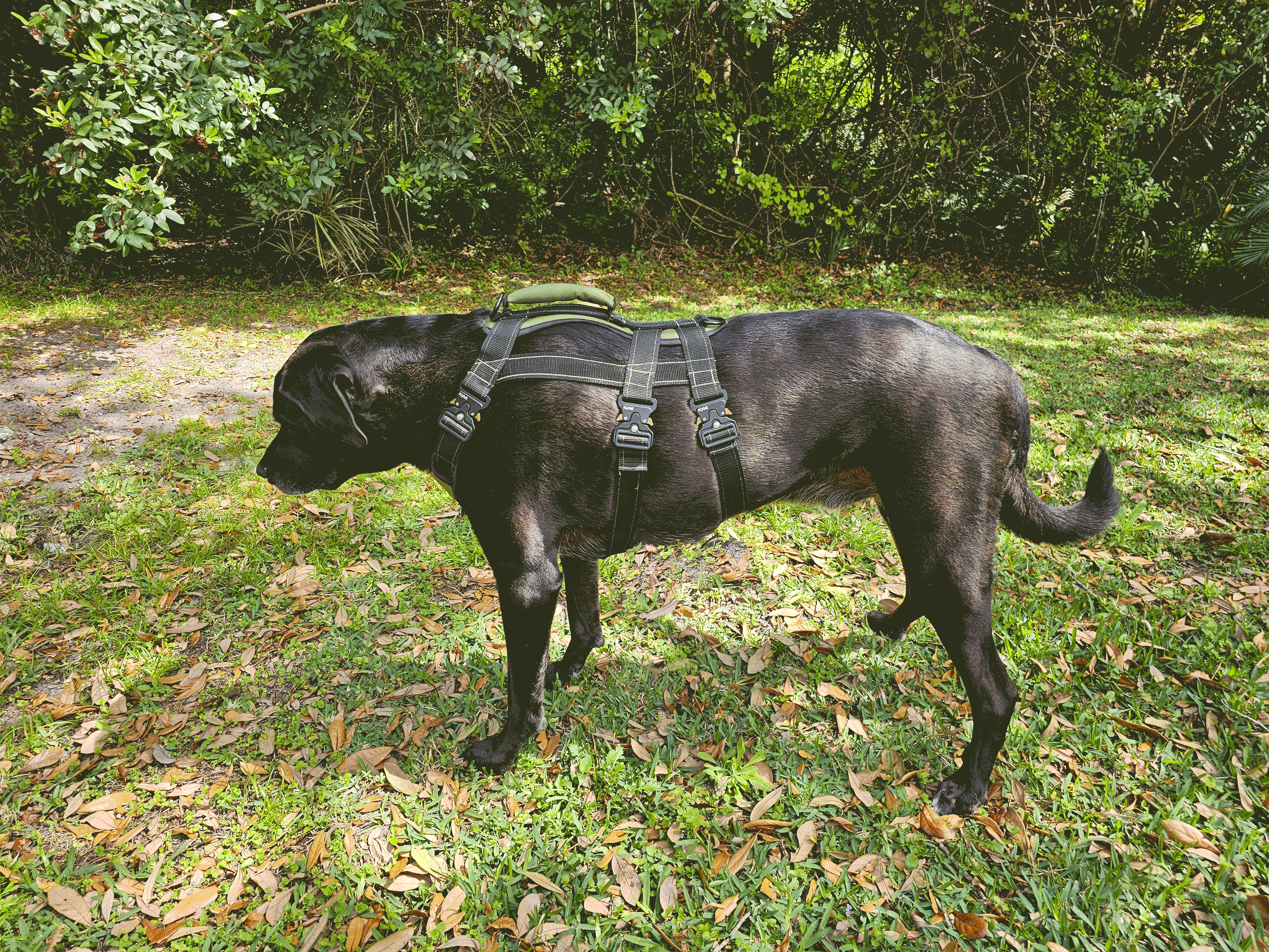 Molle System on dog harness