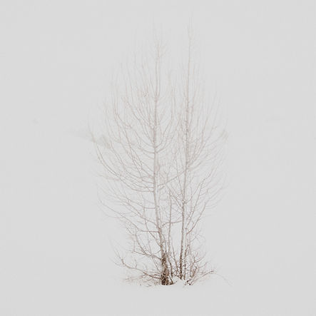 Árboles en invierno