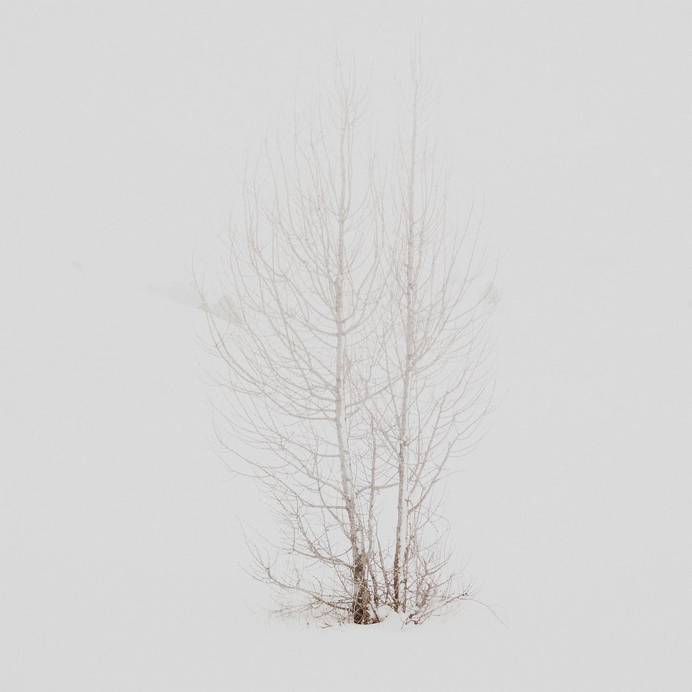 Trees in Winter