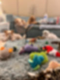 Playtime with the dog boarders