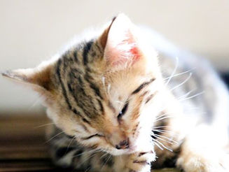 癒され噛まれ・・