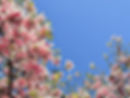 Blumen2.jpg