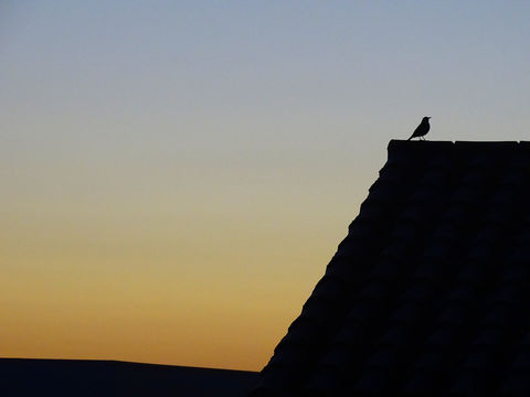 Dawn or Dusk?