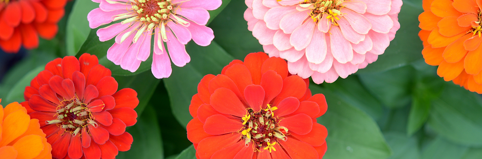 Bright zinnia flowers in red, orange, and pink bloom against green leaves. The vibrant colors create a lively, cheerful scene.