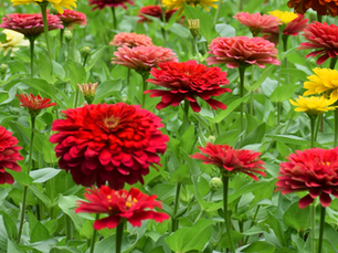Zinnia Care in Sacramento: Heat-Loving Blooms for Summer-Long Color