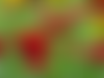 Zinnia Care in Sacramento: Heat-Loving Blooms for Summer-Long Color