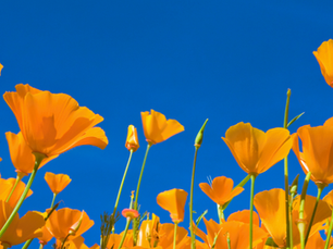10 Native California Flowers That Thrive in Sacramento Gardens