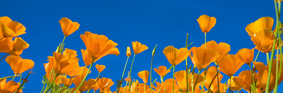 Bright orange poppies bloom against a vibrant blue sky, creating a cheerful contrast and a sense of tranquility.