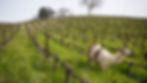 Tablas Creek Wine Dinner at Brasserie du Monde